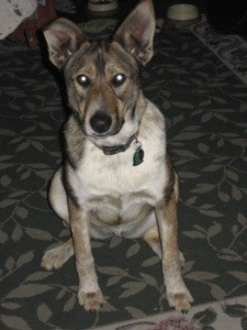 What Breed is My Dog?